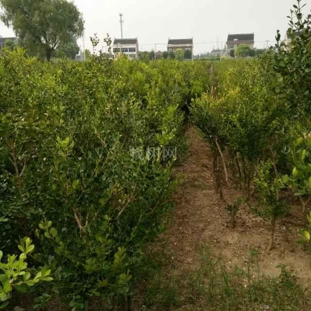 '找树网苗木-'瓜子黄杨独干苗木