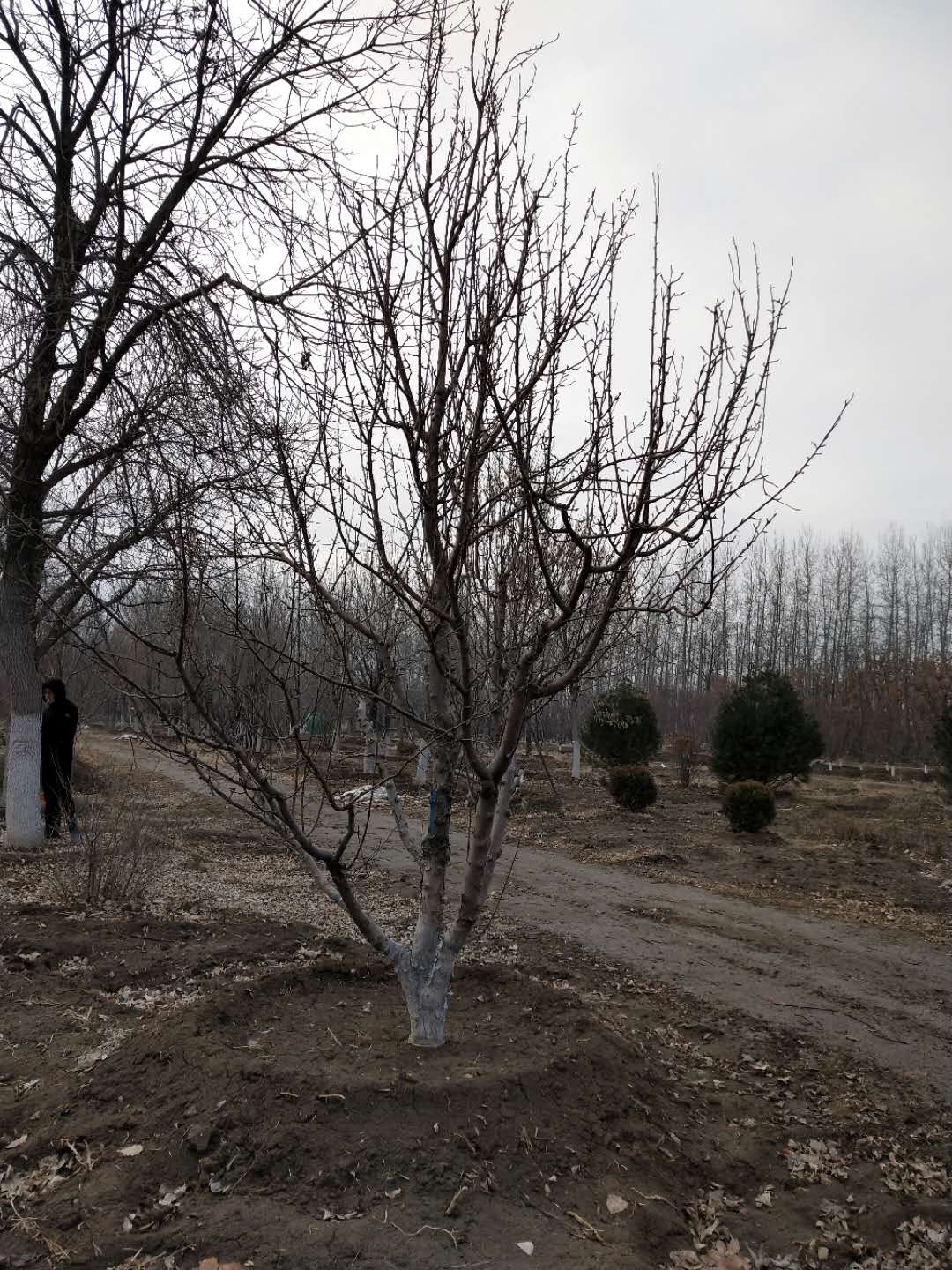 '找树网苗木-'八棱海棠