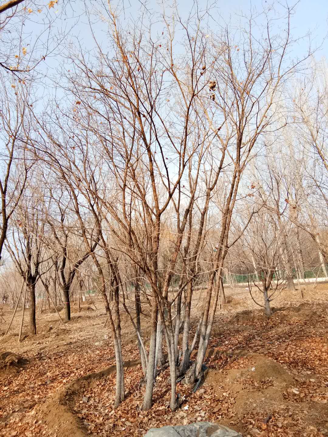 '找树网苗木-'丛生元宝枫