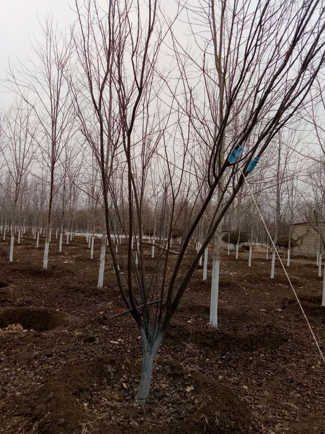 '找树网苗木-'太阳李