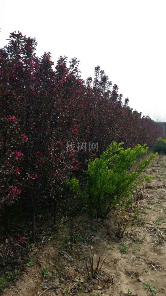 '找树网苗木-'红宝石海棠