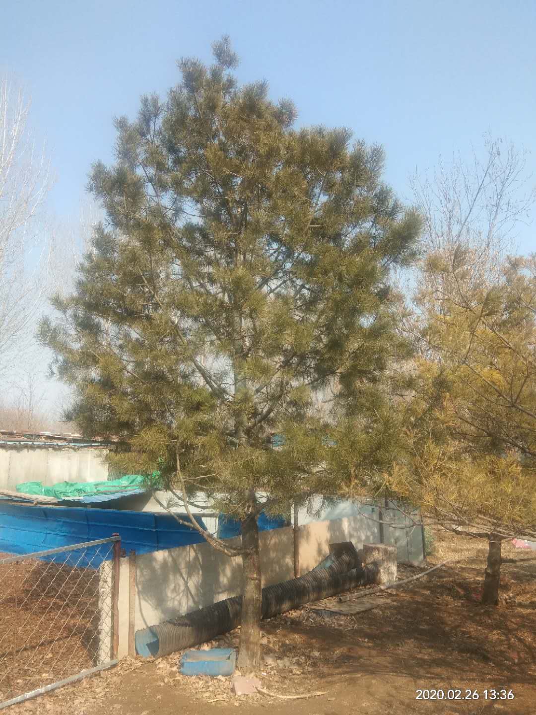 '找树网苗木-'白皮松