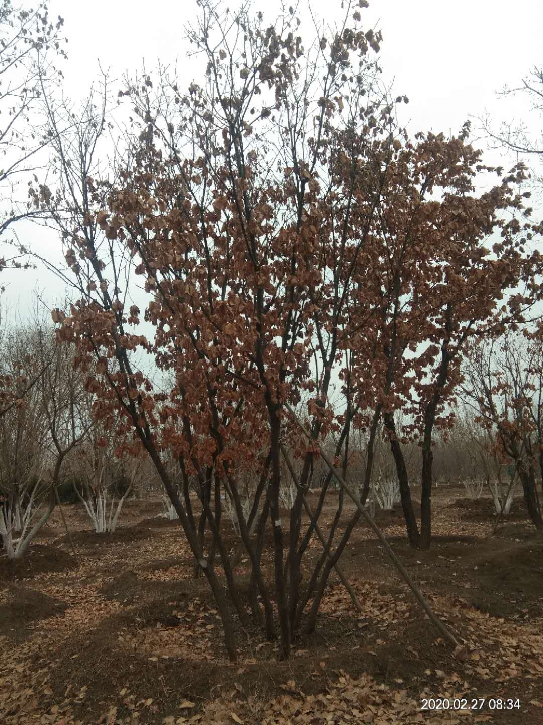 '找树网苗木-'丛生蒙古栎