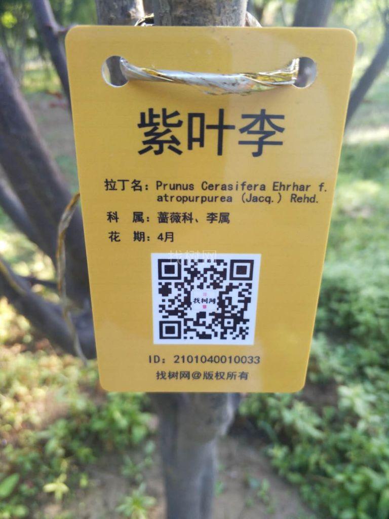 '找树网苗木-'紫叶李