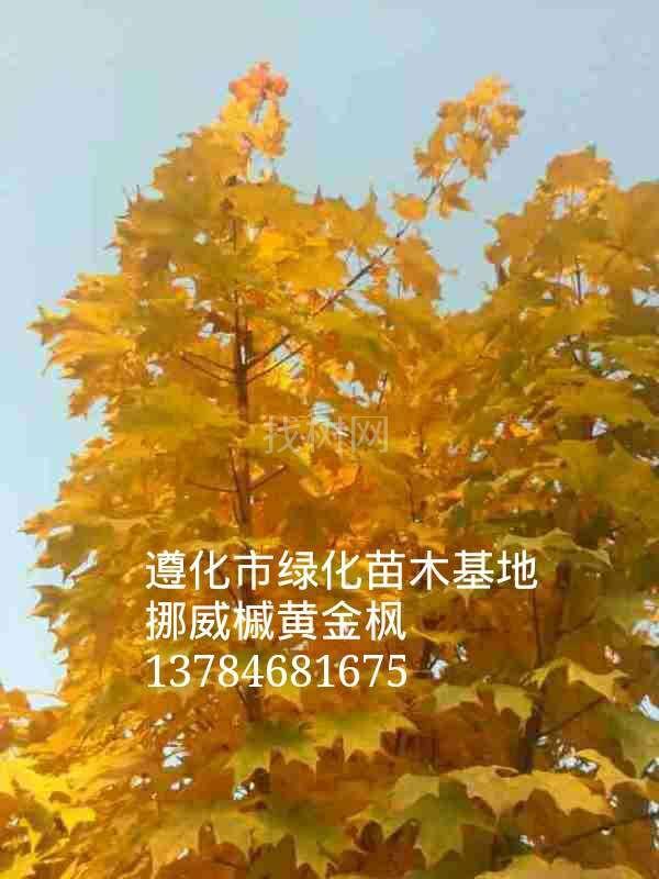 '找树网苗木-'挪威槭黄金枫