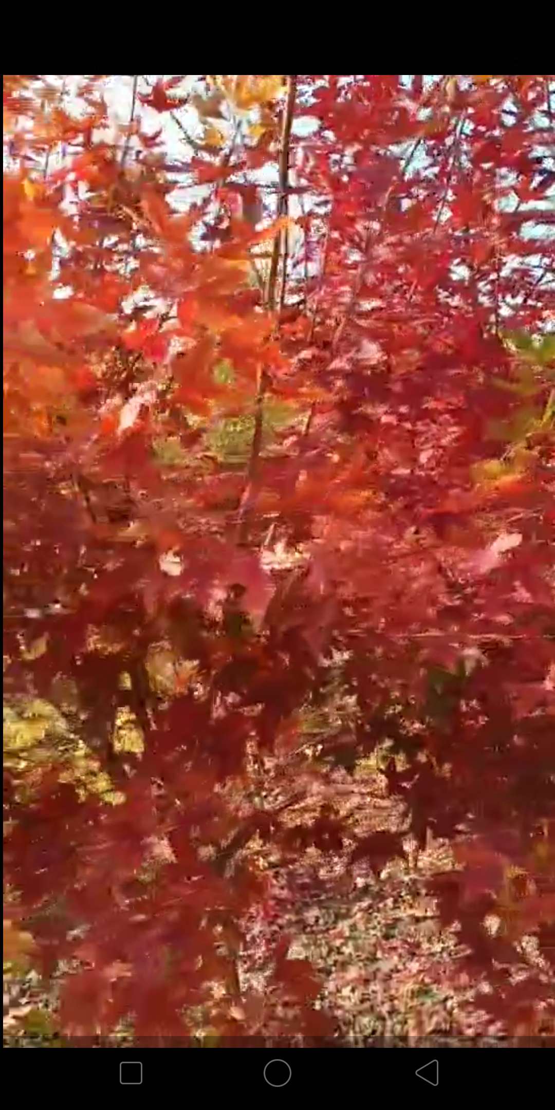 '找树网苗木-'丽红元宝枫