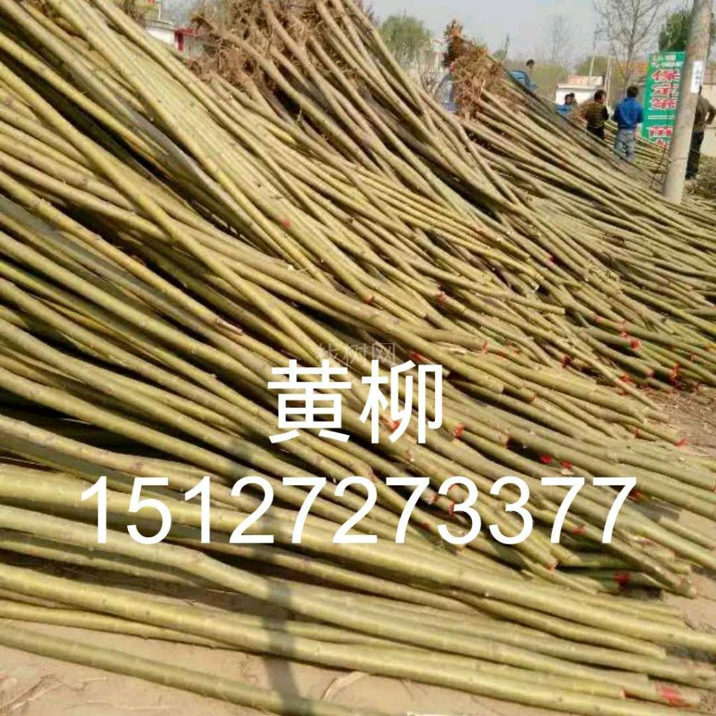 '找树网苗木-'黄柳