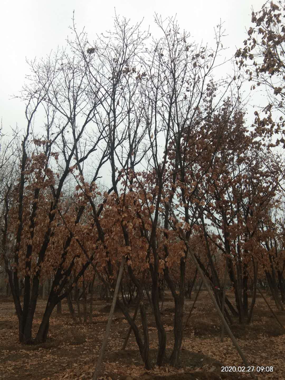 '找树网苗木-'丛生蒙古栎