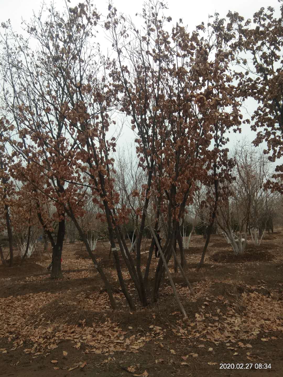 '找树网苗木-'丛生蒙古栎