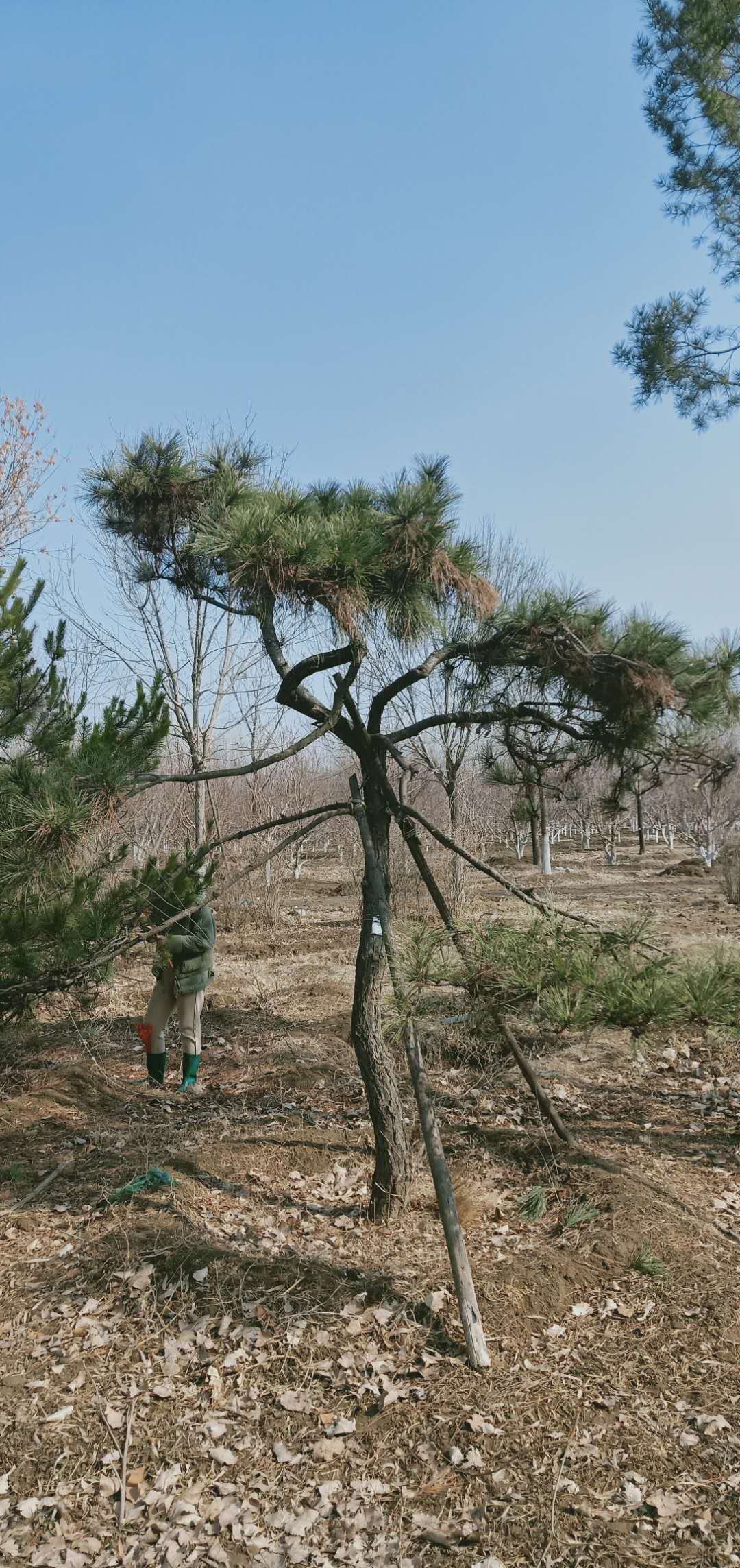 '找树网苗木-'造型松