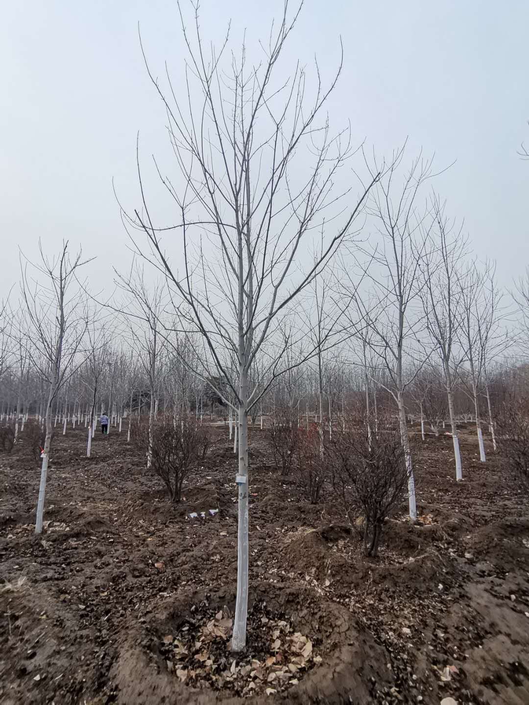 '找树网苗木-'美国红枫-秋火焰
