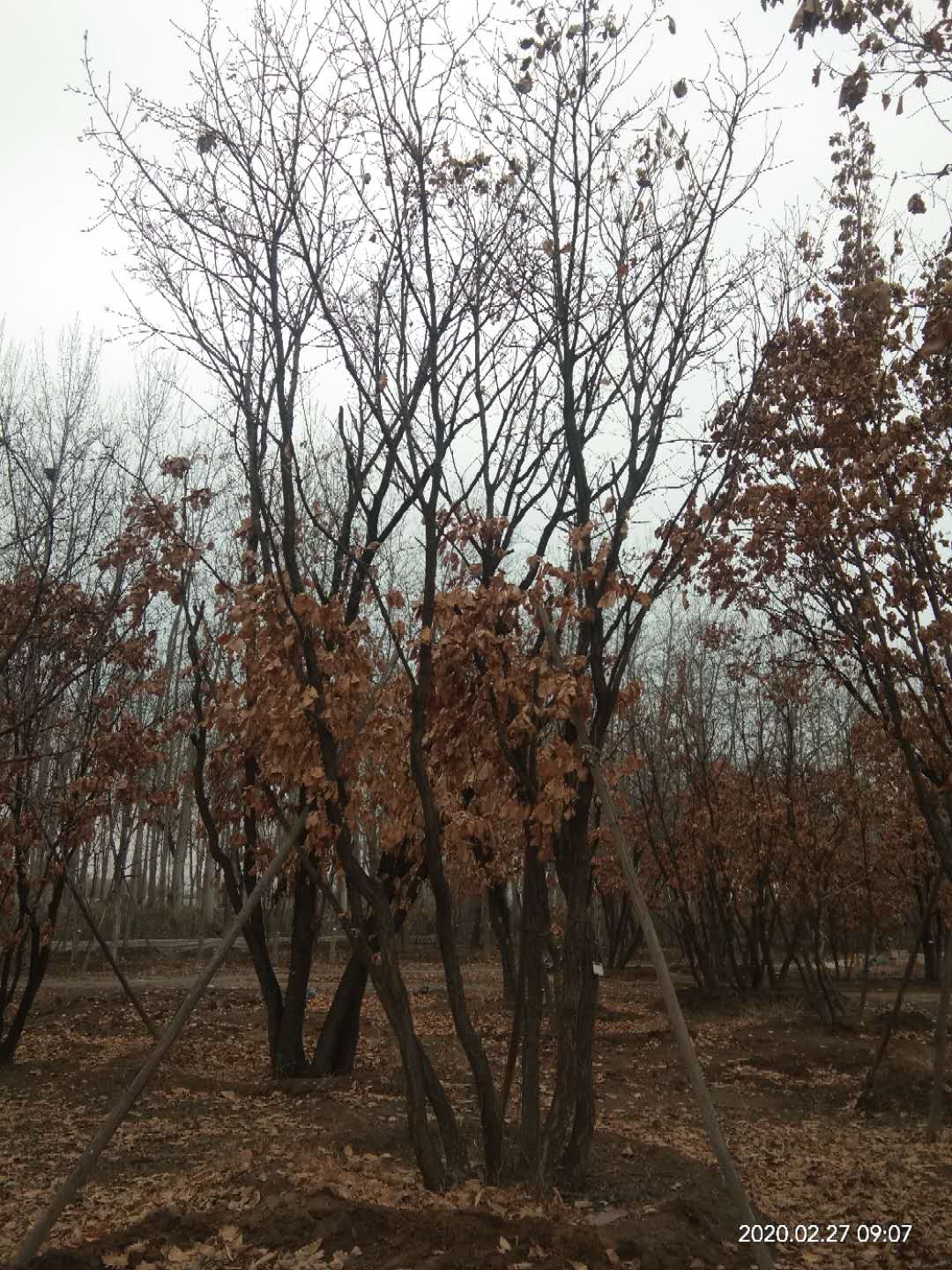 '找树网苗木-'丛生蒙古栎