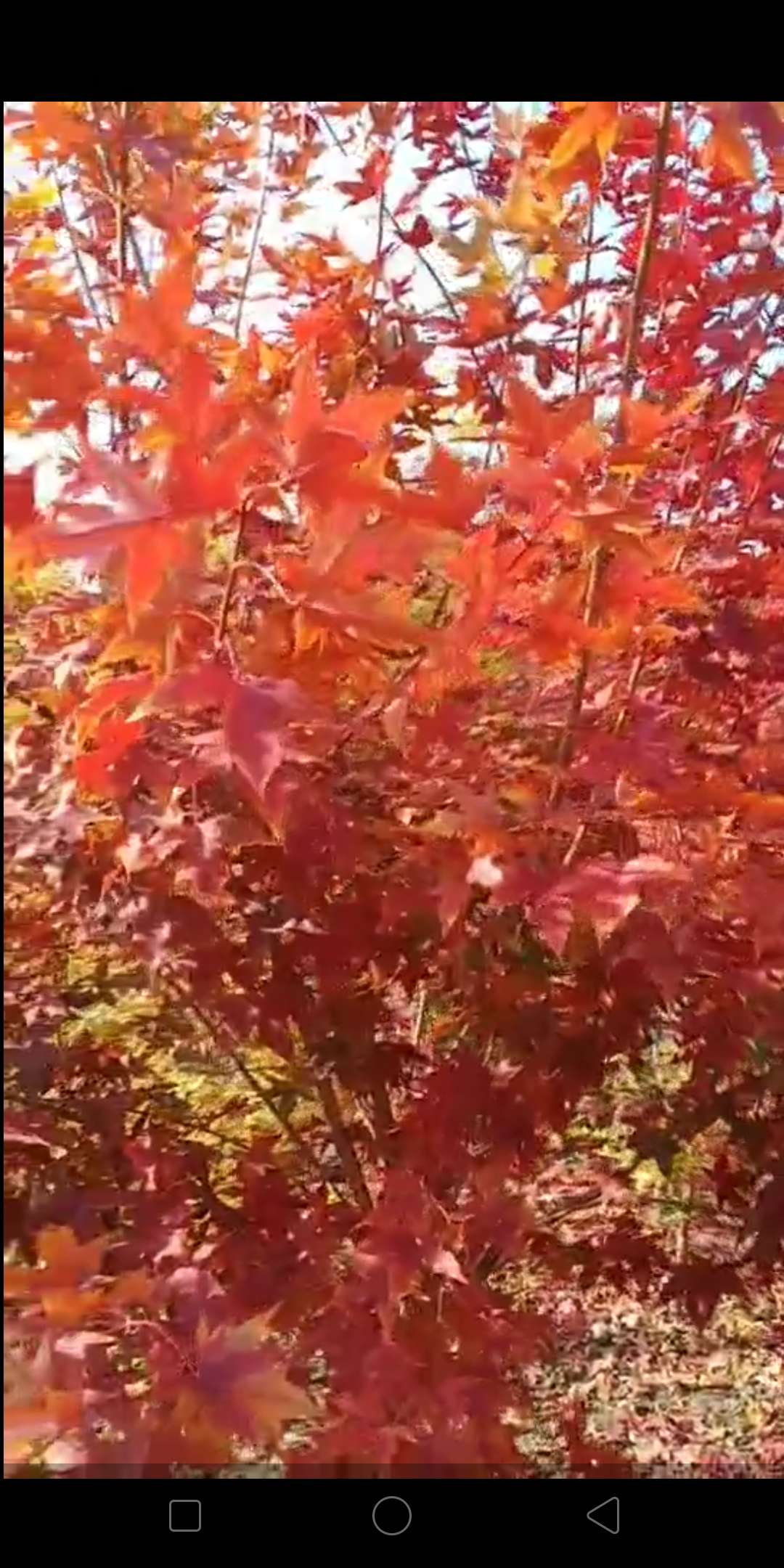 '找树网苗木-'丽红元宝枫