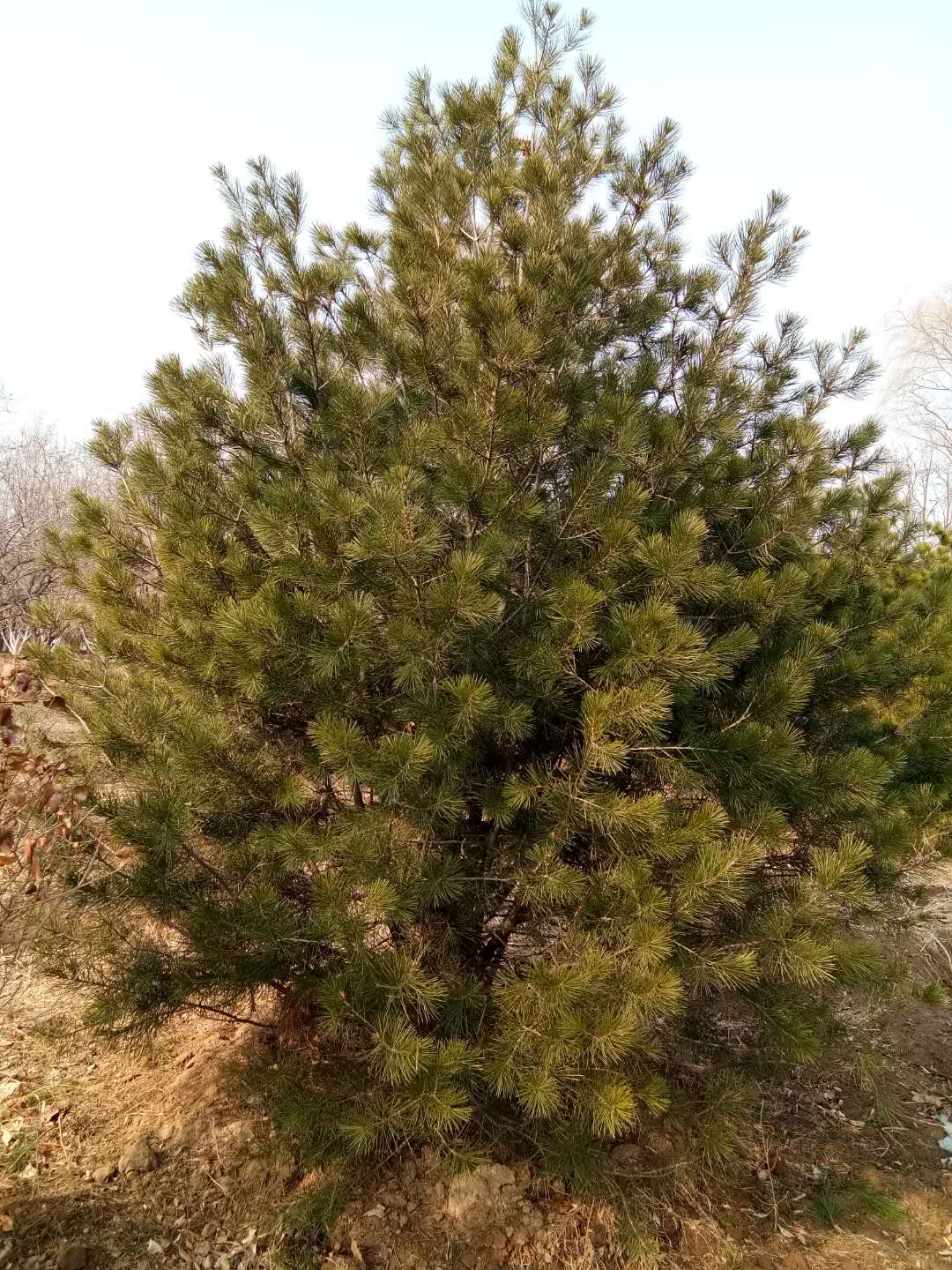 '找树网苗木-'白皮松