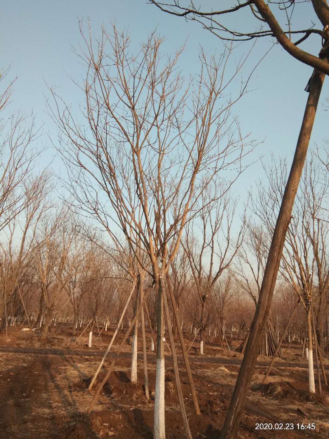 '找树网苗木-'国槐