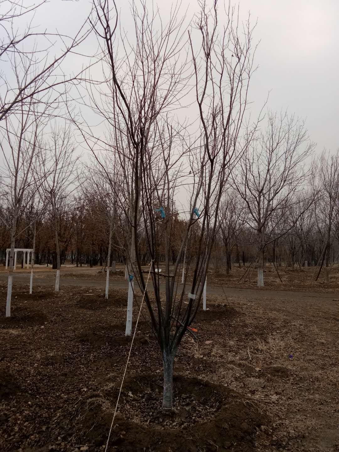 '找树网苗木-'太阳李