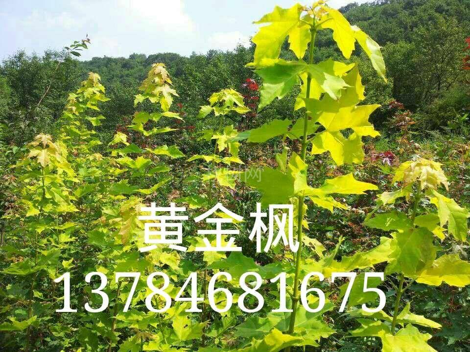 '找树网苗木-'挪威槭黄金枫