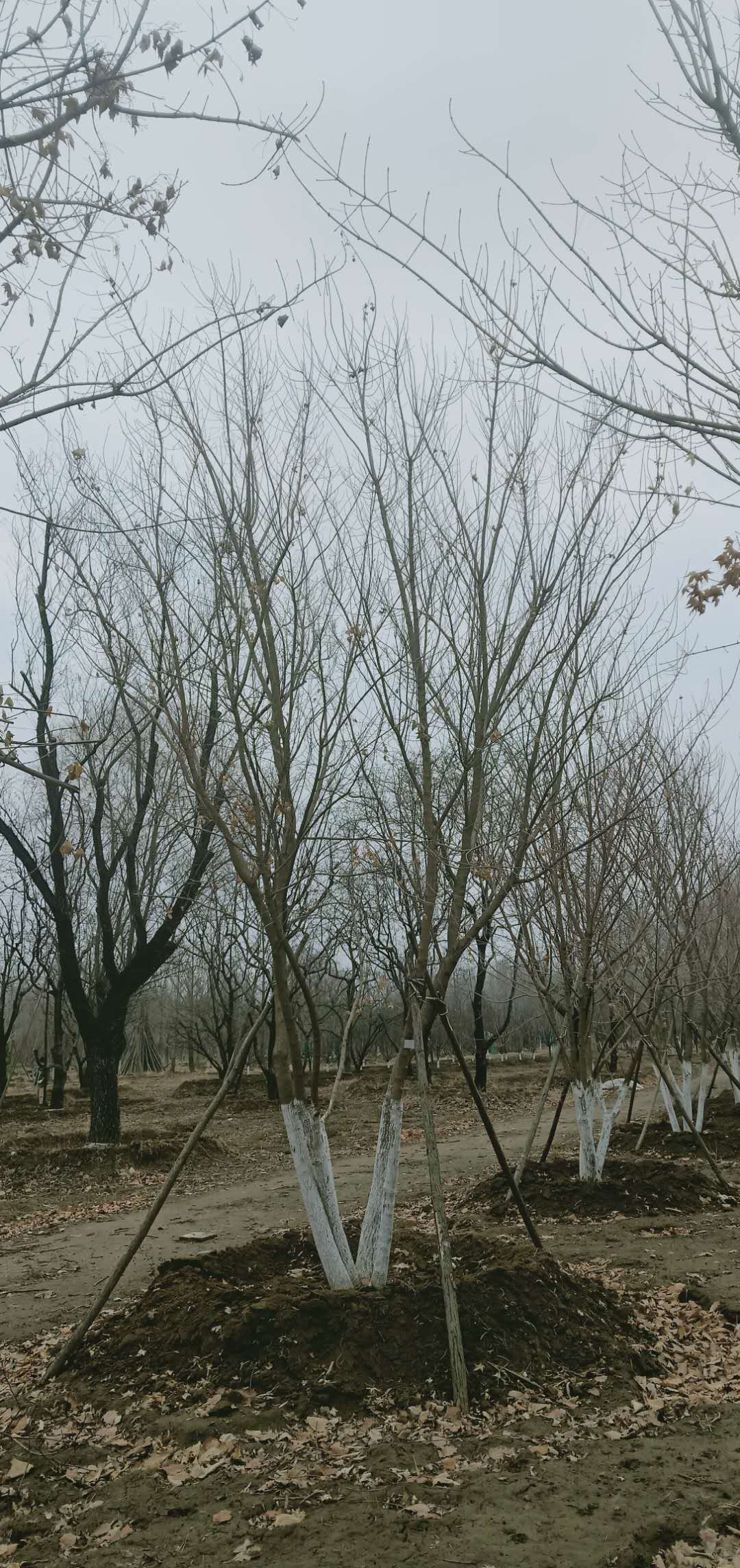 '找树网苗木-'丛生元宝枫