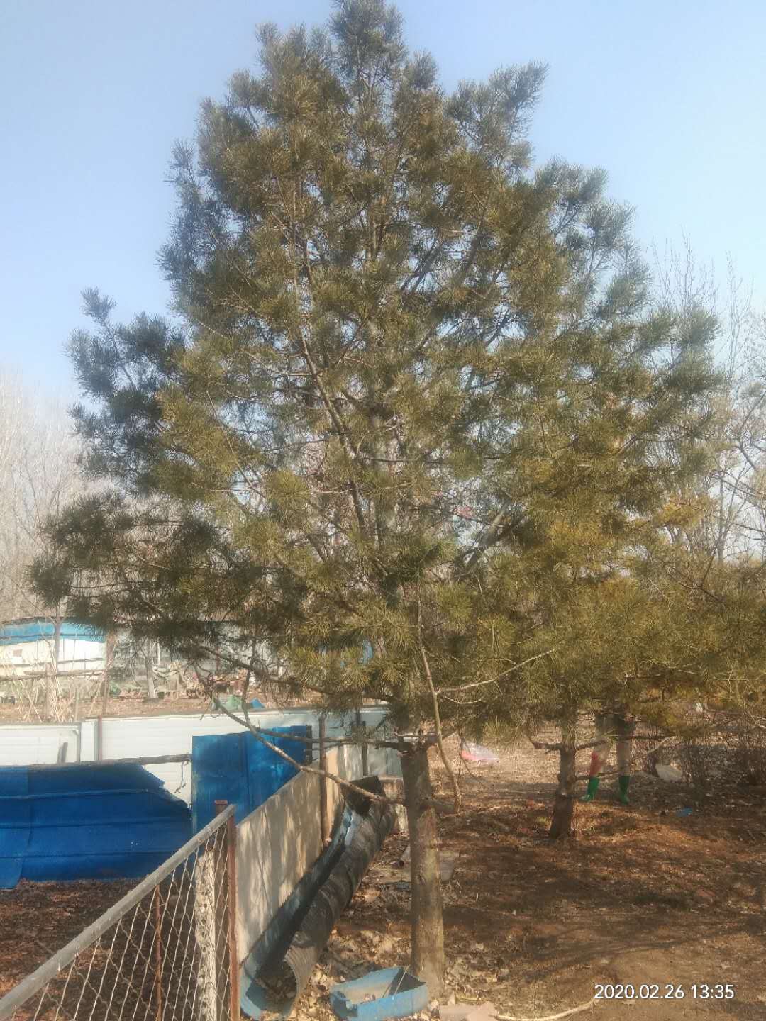 '找树网苗木-'白皮松