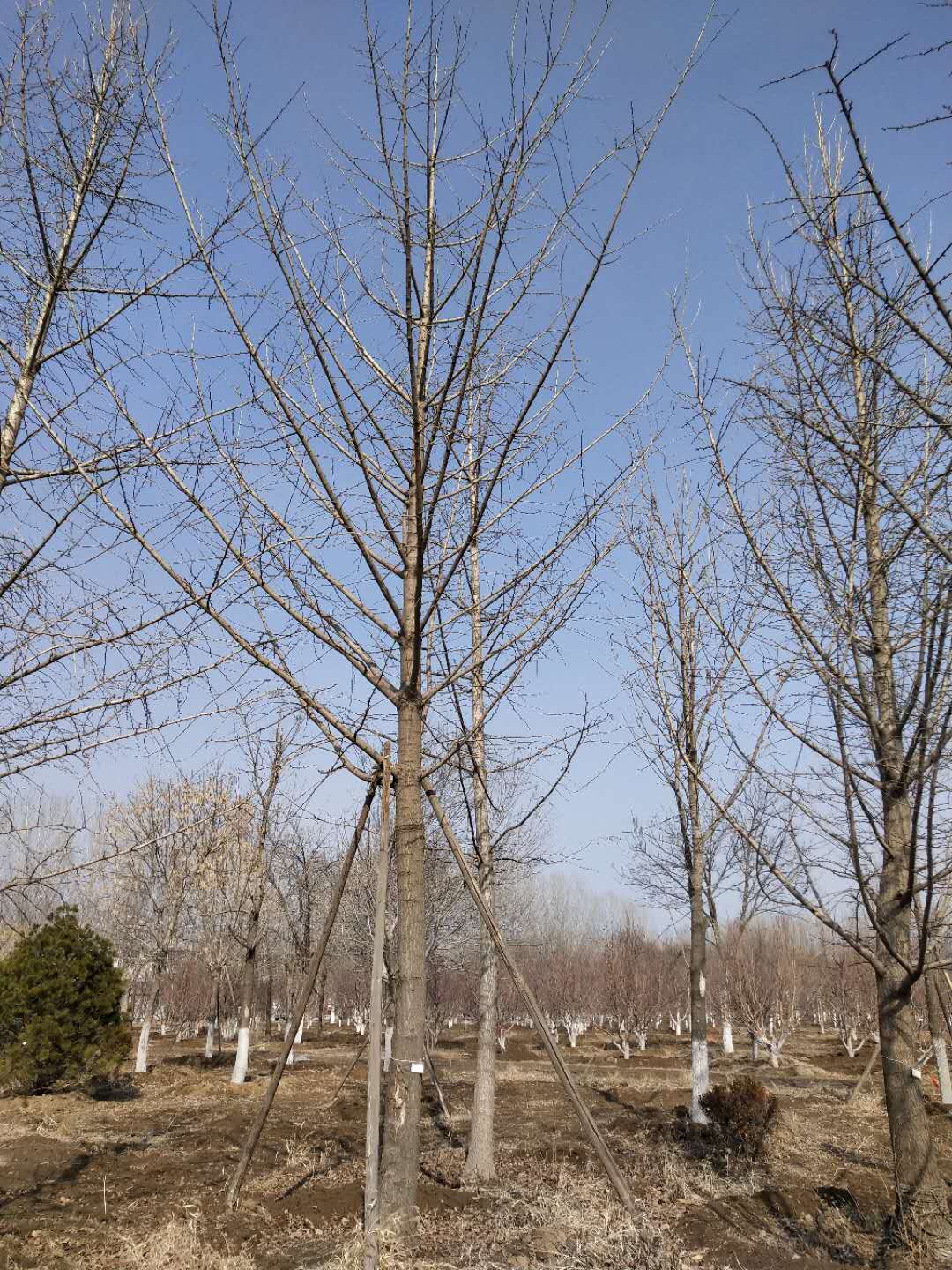 '找树网苗木-'银杏