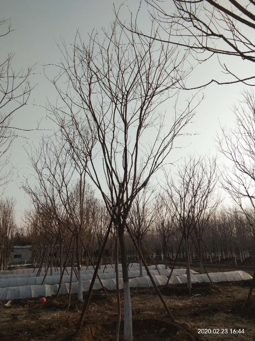 '找树网苗木-'国槐