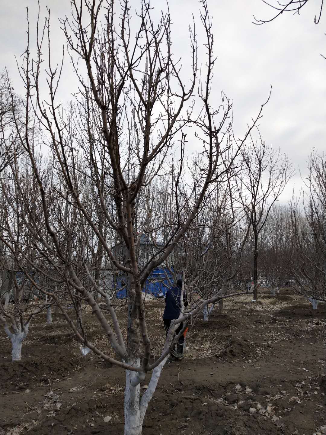'找树网苗木-'八棱海棠