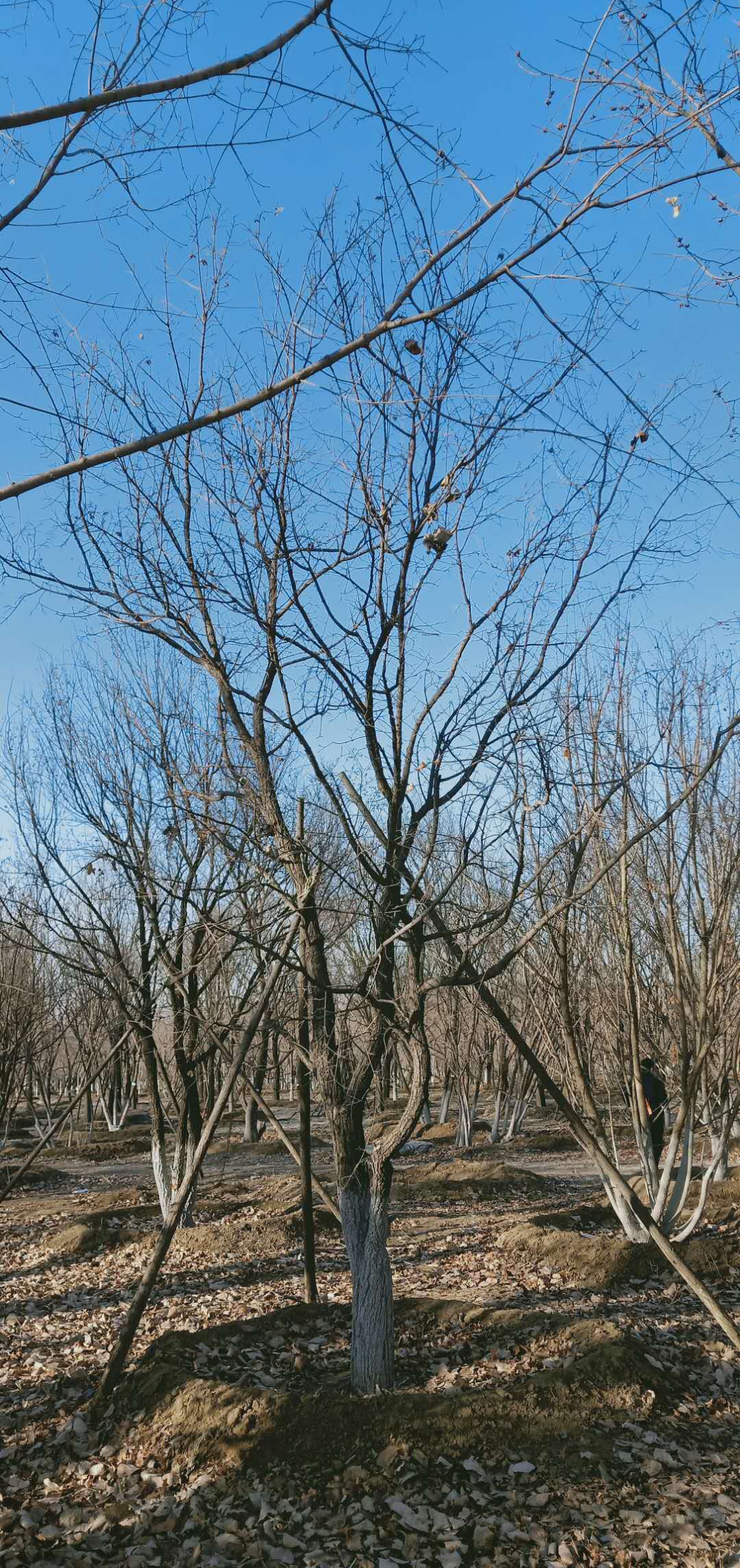 '找树网苗木-'元宝枫（低分枝）