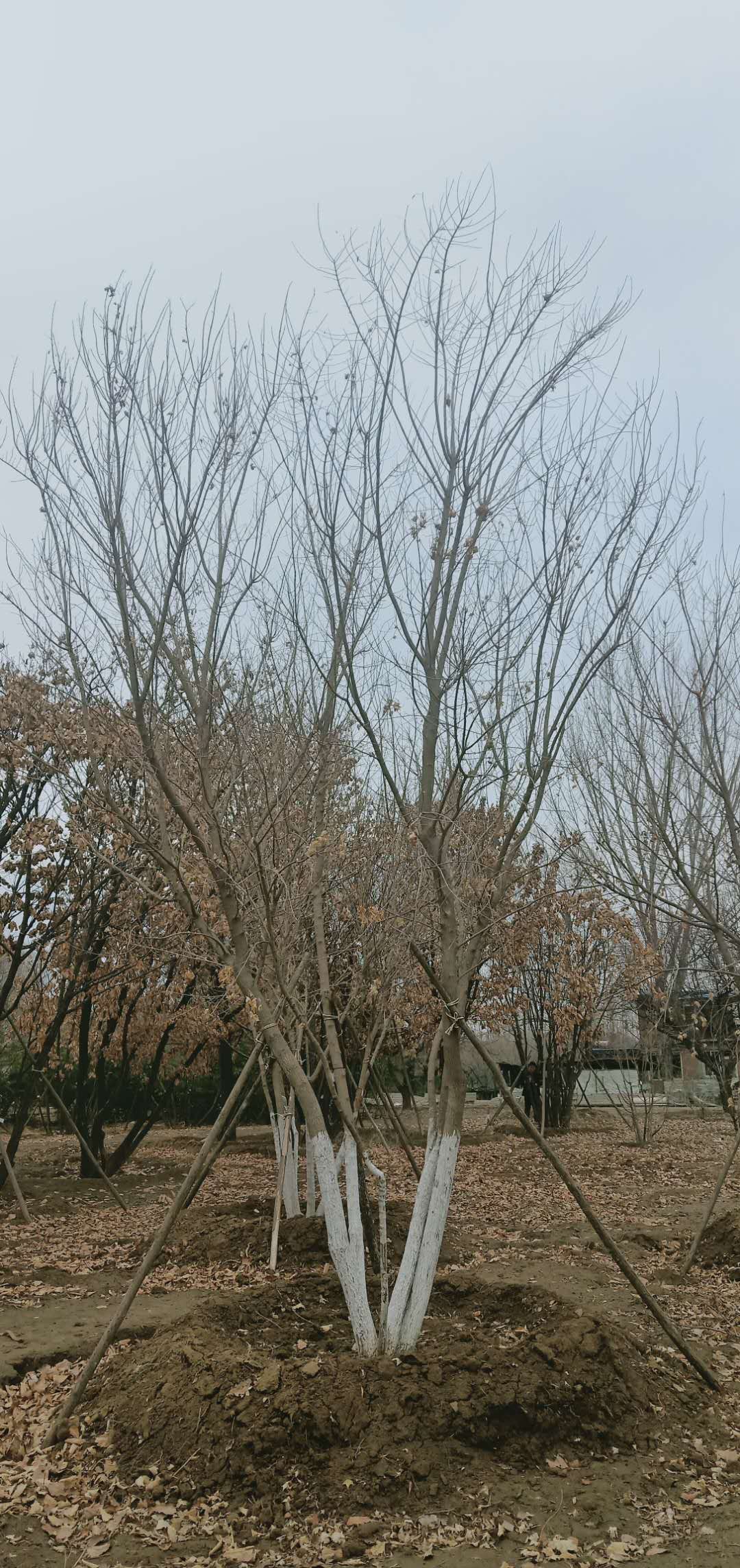'找树网苗木-'丛生元宝枫