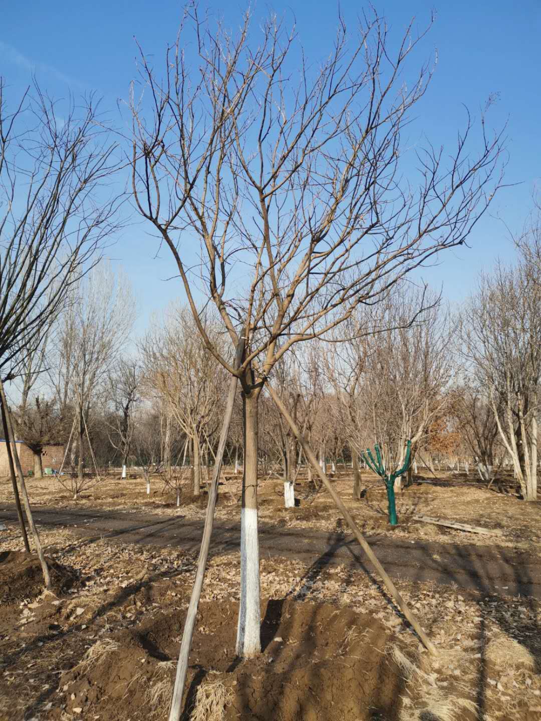 '找树网苗木-'国槐
