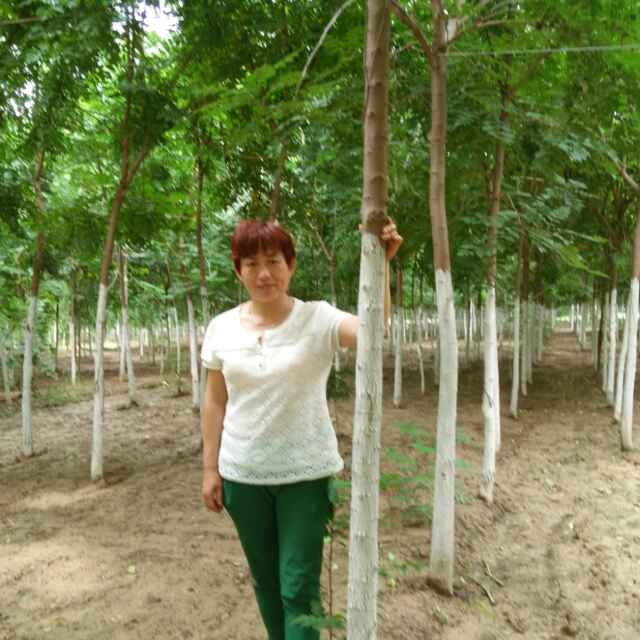 '菏泽青峰苗木王青峰'头像