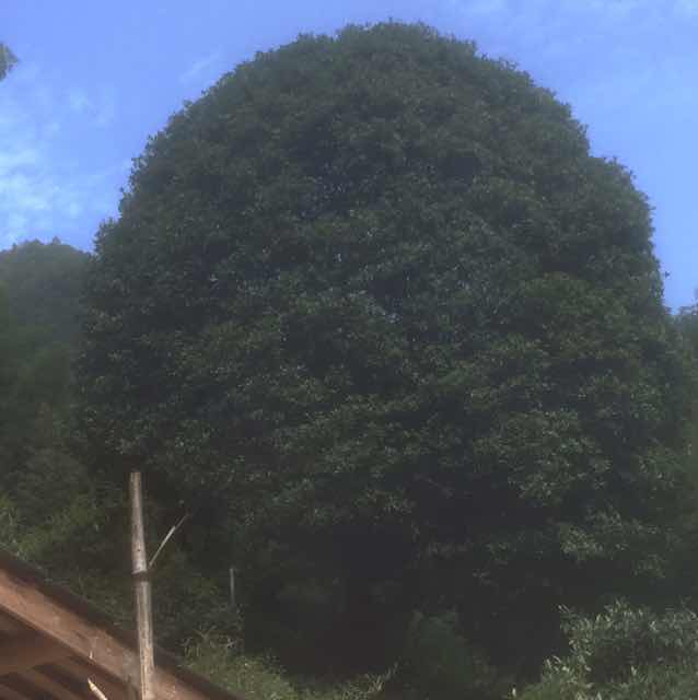 '浙江省，江山市'头像