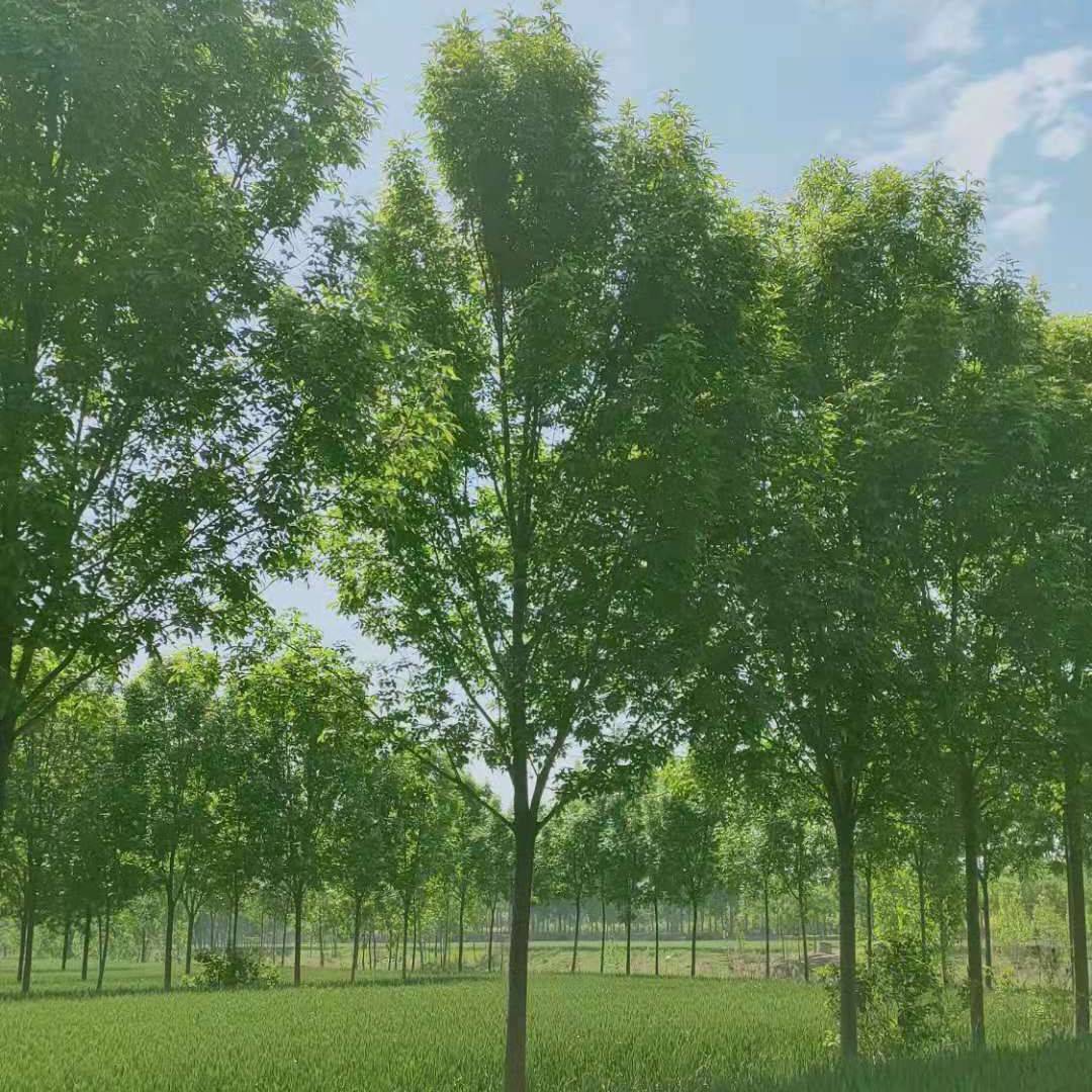 '梁山苗木种植场'头像