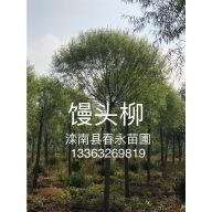 '滦南县春永苗圃'头像
