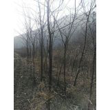 '本溪市南芬区思山岭绿源苗木基地'头像