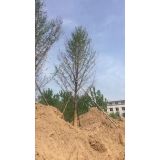'邳州银杏'头像