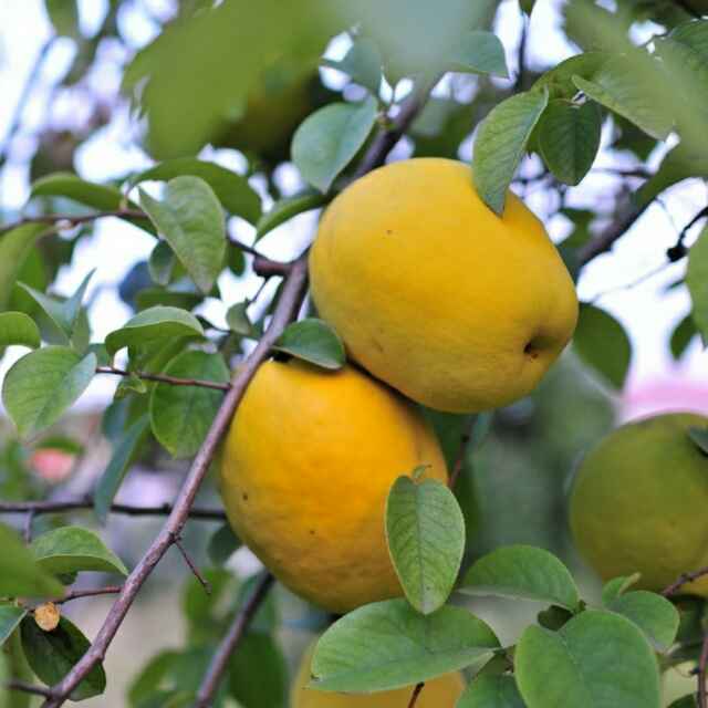 '新沂市青宇花木合作社，刘宇'头像