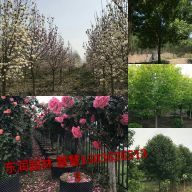 '南阳东润 曹永会15036265133'头像