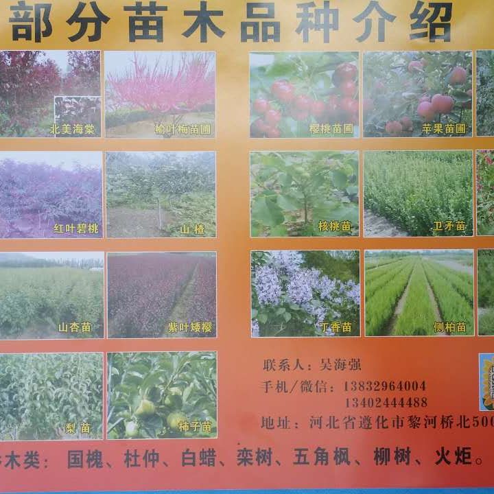 '海强苗圃'头像