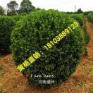 '洛阳恒久苗木种植有限公司'头像