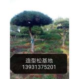 '易县保堂苗圃'头像