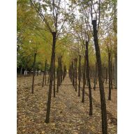 '肖伟东苗圃'头像