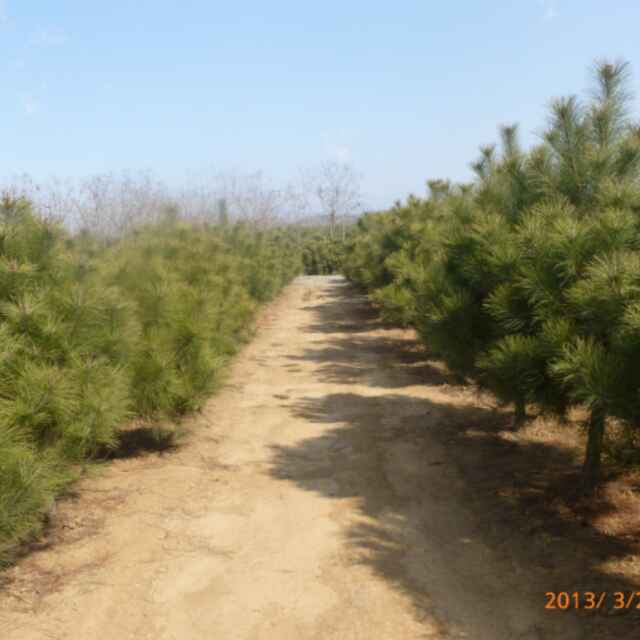 '唐山遵化马兰峪隆兴苗圃王'头像