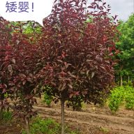 '宇森苗圃有限公司'头像