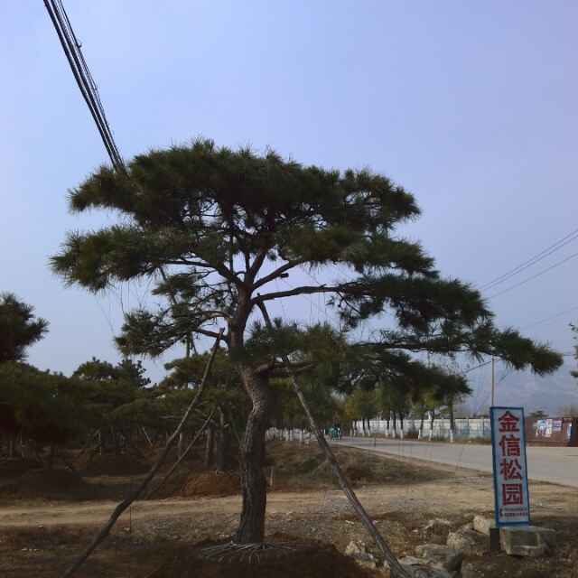 '曹树宾'头像