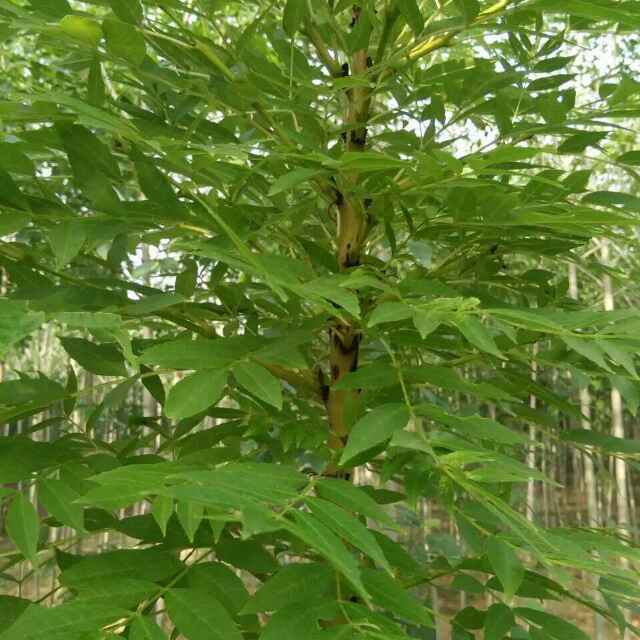 '河北迁安凉水河苗木场'头像