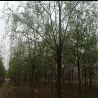 '信丰苗圃'头像