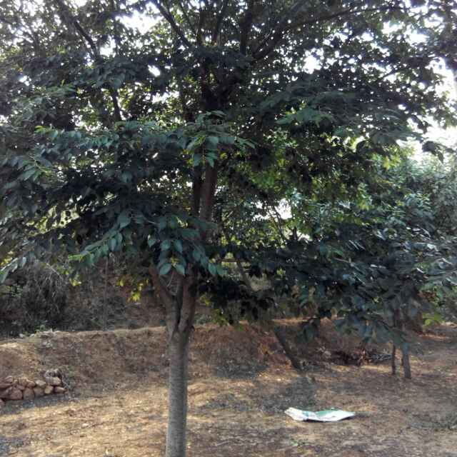 '山东诸城苗木董献阳15966160046'头像