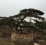 '泰安汇金苗木'头像