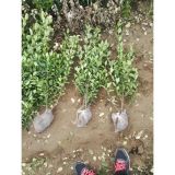 '顺平县佳宇园林绿化有限公司'头像