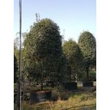 '福建漳州漳浦县马口珑玲园艺场翁月玲'头像